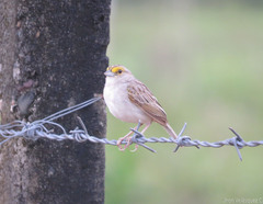 Ammodramus aurifrons