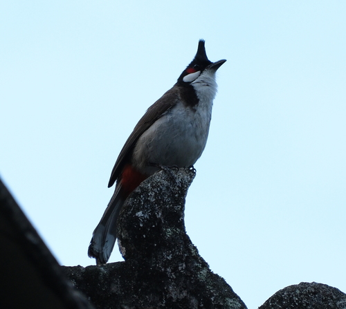 Bulbul orfeo (Pycnonotus jocosus)