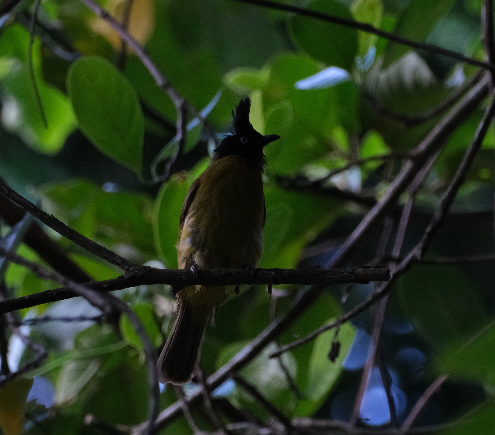 Black-crested Bulbul
