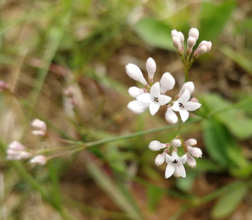 marinka psia (Asperula cynanchica)