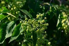 Lippia umbellata