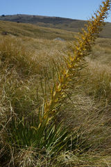Aciphylla scott-thomsonii