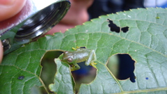 Centrolenidae