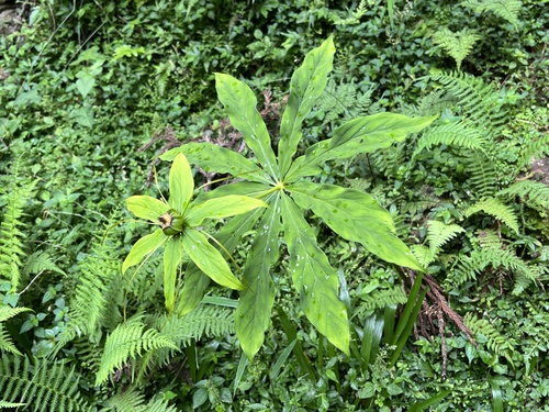 Paris lancifolia, photograph 3