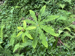 黃美滿, CC BY, iNaturalist via GBIF Paris lancifolia, photograph 黃美滿, CC BY, iNaturalist via GBIF
