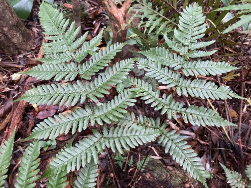 Dryopteris koidzumiana