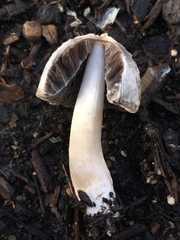 Coprinus