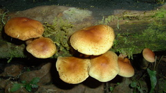 Agaricales