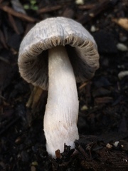Coprinus