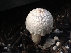 Coprinus