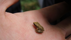 Pristimantis achatinus