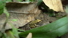 Pristimantis achatinus