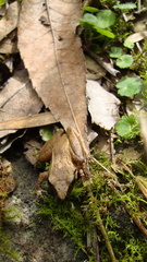 Pristimantis achatinus