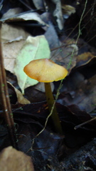 Agaricales