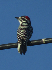 Dryobates nuttallii