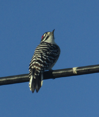 Dryobates nuttallii
