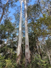 Eucalyptus grandis