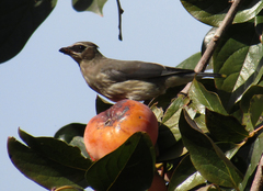 Bombycilla cedrorum