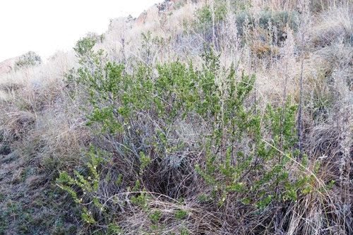 Image of Psoralea polysticta by (c) Tony Rebelo, some rights reserved (CC BY-SA)