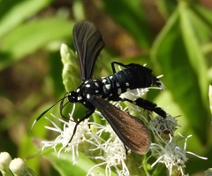 Horama plumipes