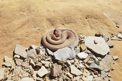 Crotalus oreganus concolor