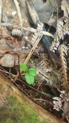 Coprosma spathulata