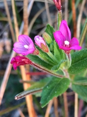 Epilobium ciliatum watsonii