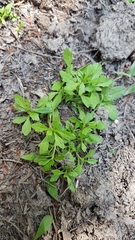 Centipeda minima minima