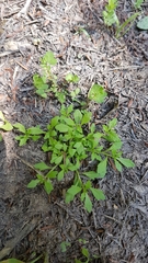 Centipeda minima minima