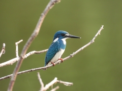 Cerulean Kingfisher photo 3