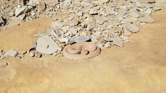Crotalus oreganus concolor