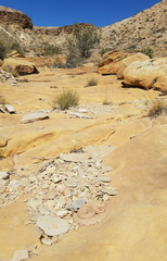 Crotalus oreganus concolor