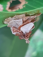 Pagodiella