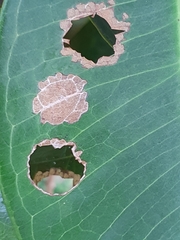 Pagodiella