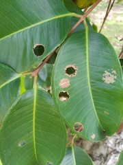 Pagodiella