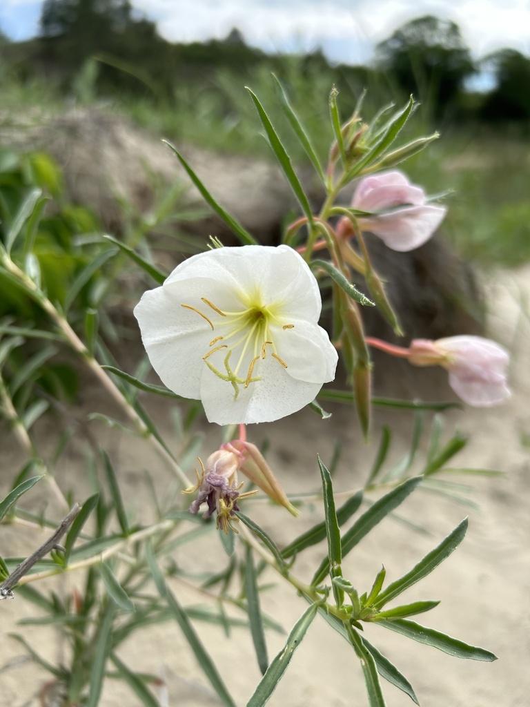 White-stemmed Evening-primrose