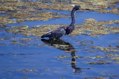 Egretta tricolor image
