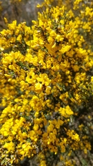 Bossiaea foliosa