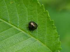 Coptosoma scutellatum