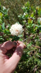 Pimelea ligustrina