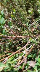 Pimelea ligustrina