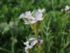 Erucaria hispanica