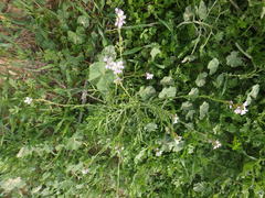 Erucaria hispanica