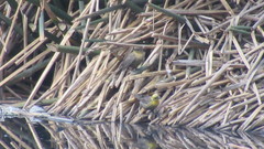 Chrysomus icterocephalus