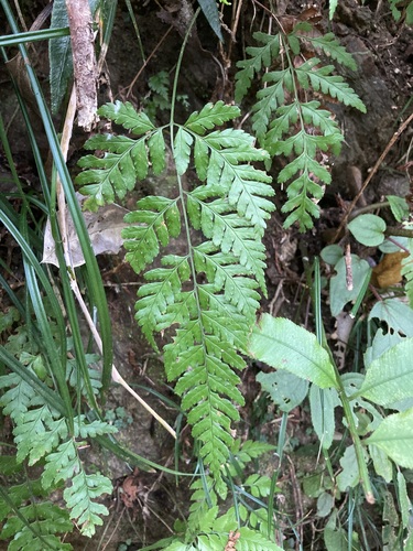 Dryopteris subexaltata iNat (1)