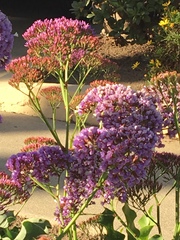 Limonium perezii