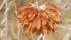 Trifolium thompsonii