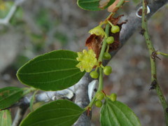 Ziziphus lotus