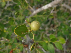 Ziziphus lotus