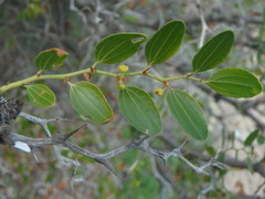 Ziziphus lotus